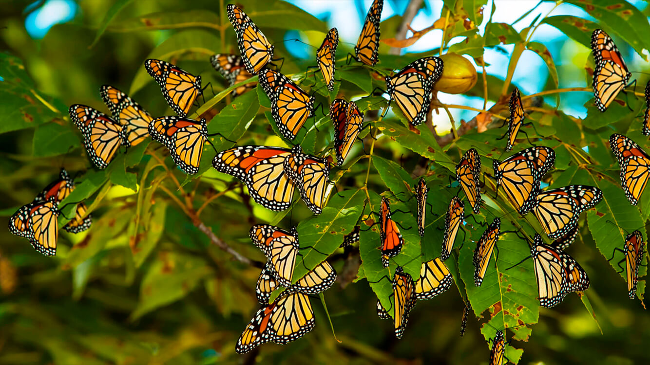 mariposa-monarca